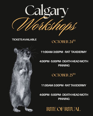 Rat Taxidermy Workshop - Oct 24 2026