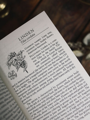 A Handbook of Native American Herbs