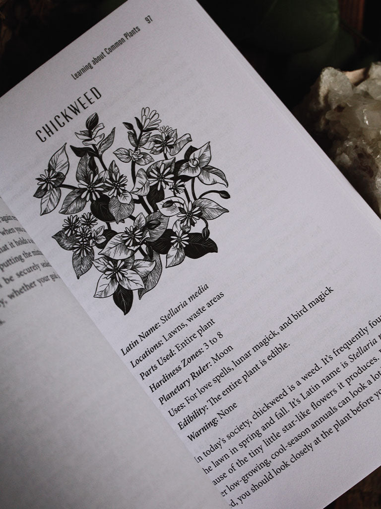 A Witch's Guide to Wildcraft