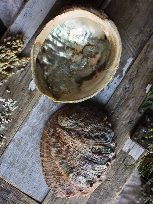 Abalone Shells - Rite of Ritual