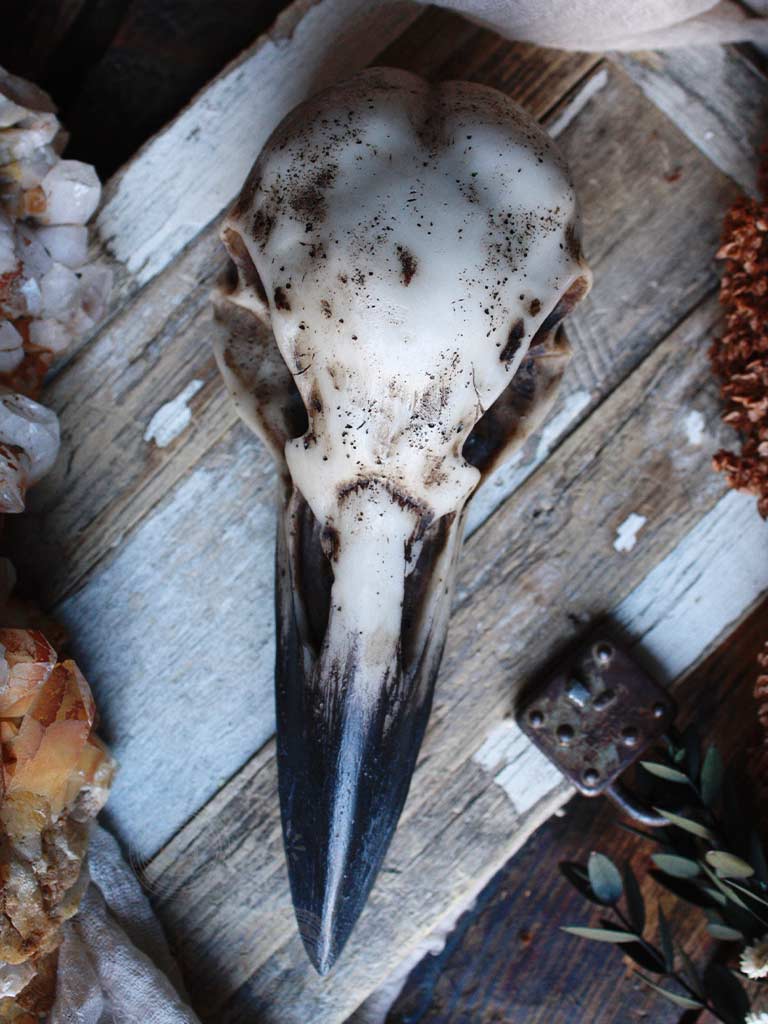 Black Raven Skull