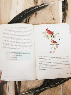 Hidden Meaning of Birds Book