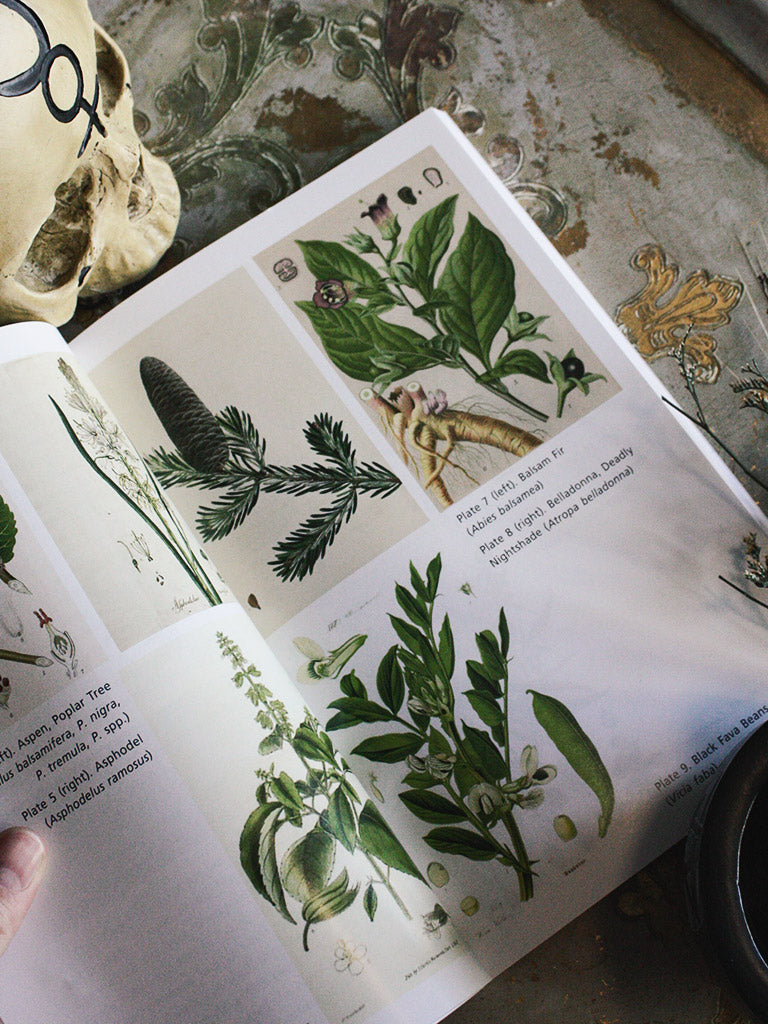 Sacred Herbs of Samhain