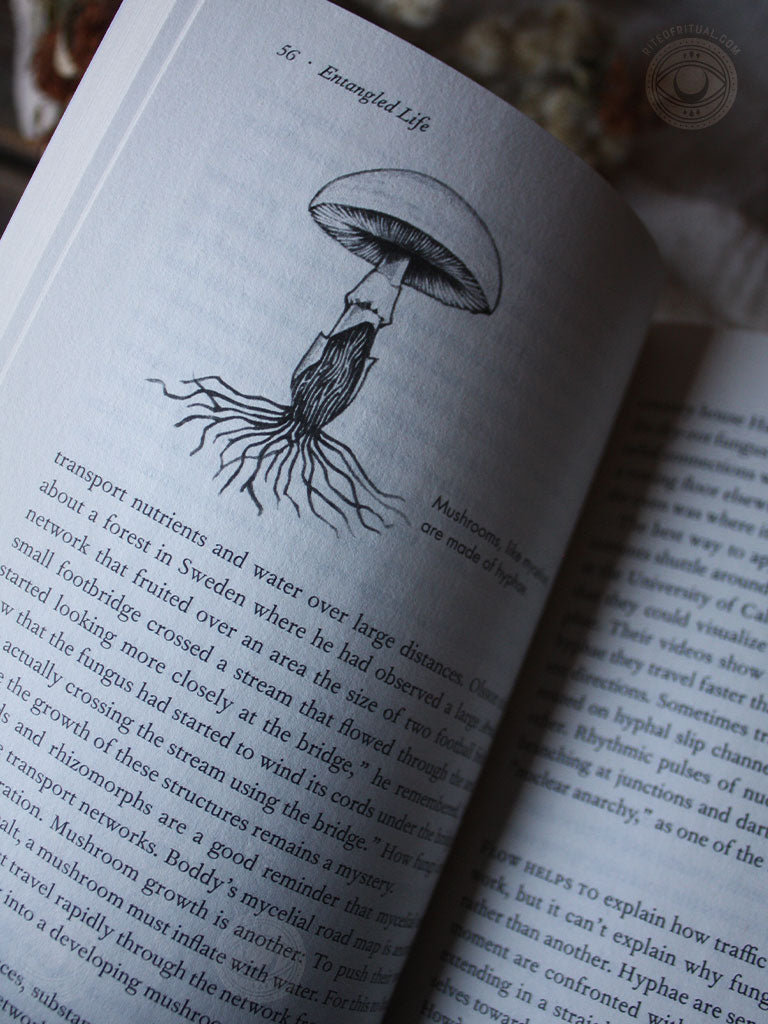 Entangled Life - How Fungi Make Our Worlds, Change Our Minds & Shape Our Futures