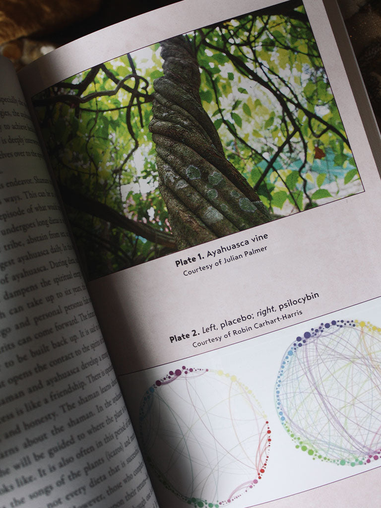 Grandmother Ayahuasca - Plant Medicine and the Psychedelic Brain