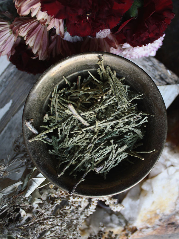 Ritual Herbs - Cedar Sprigs - Rite of Ritual