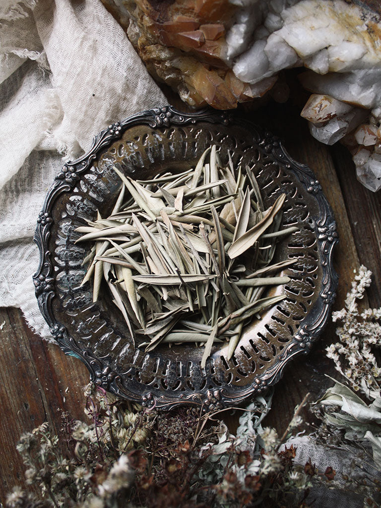 Ritual Herbs - Olive Leaf