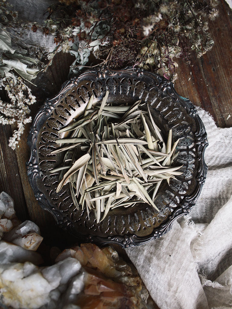Ritual Herbs - Olive Leaf