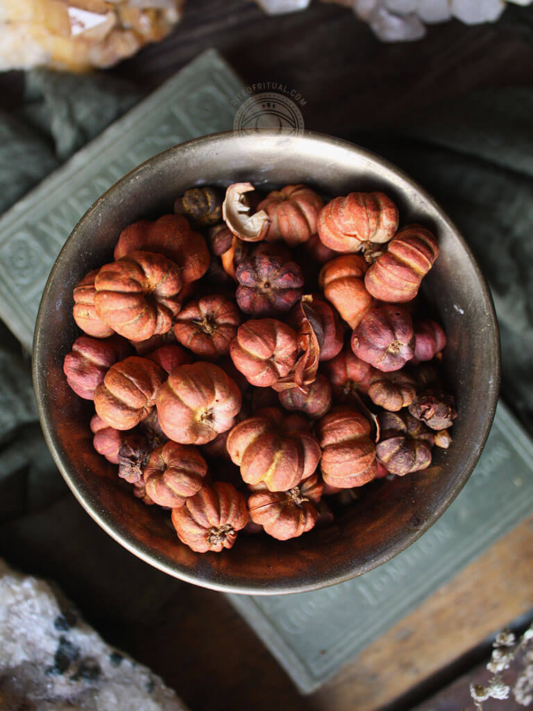 Ritual Herbs - Putka Pods