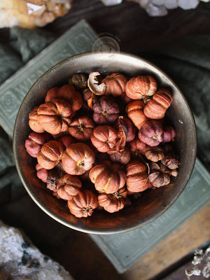 Ritual Herbs - Putka Pods