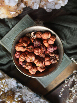 Ritual Herbs - Putka Pods