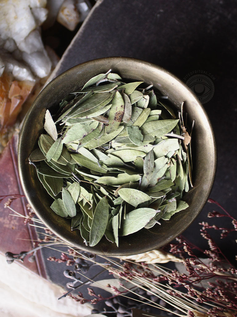 Ritual Herbs - Uva Ursi Leaf