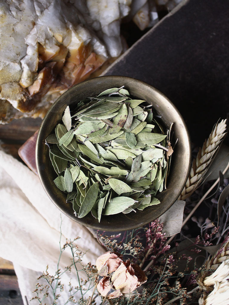 Ritual Herbs - Uva Ursi Leaf