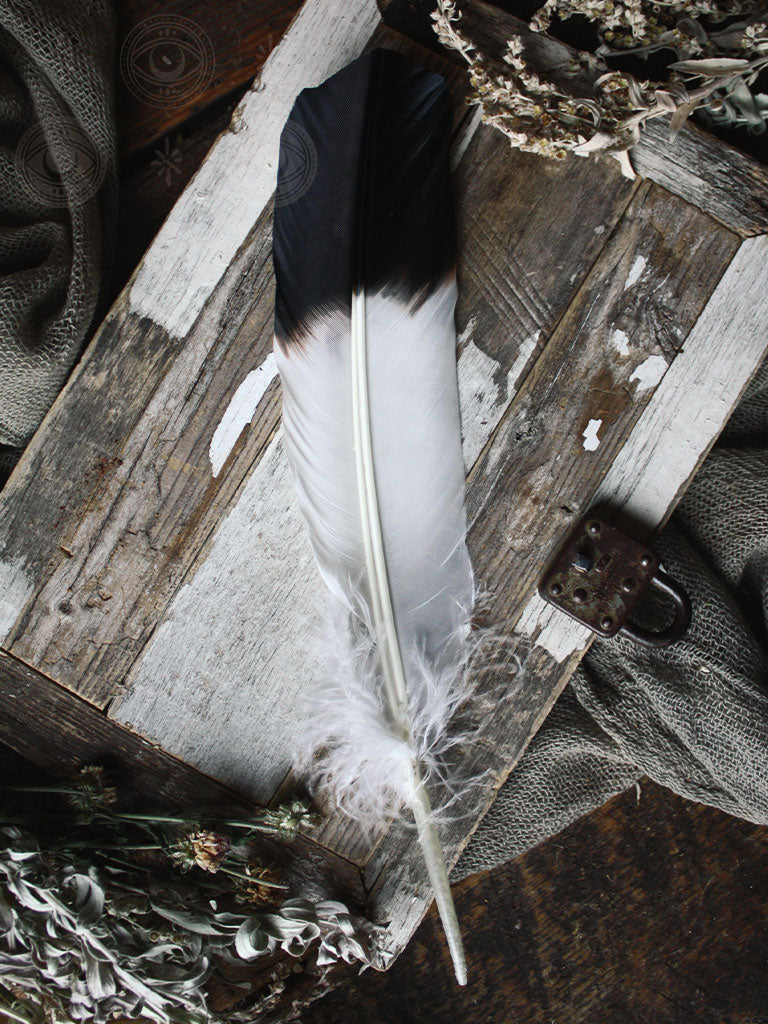 Ritual Use Feathers
