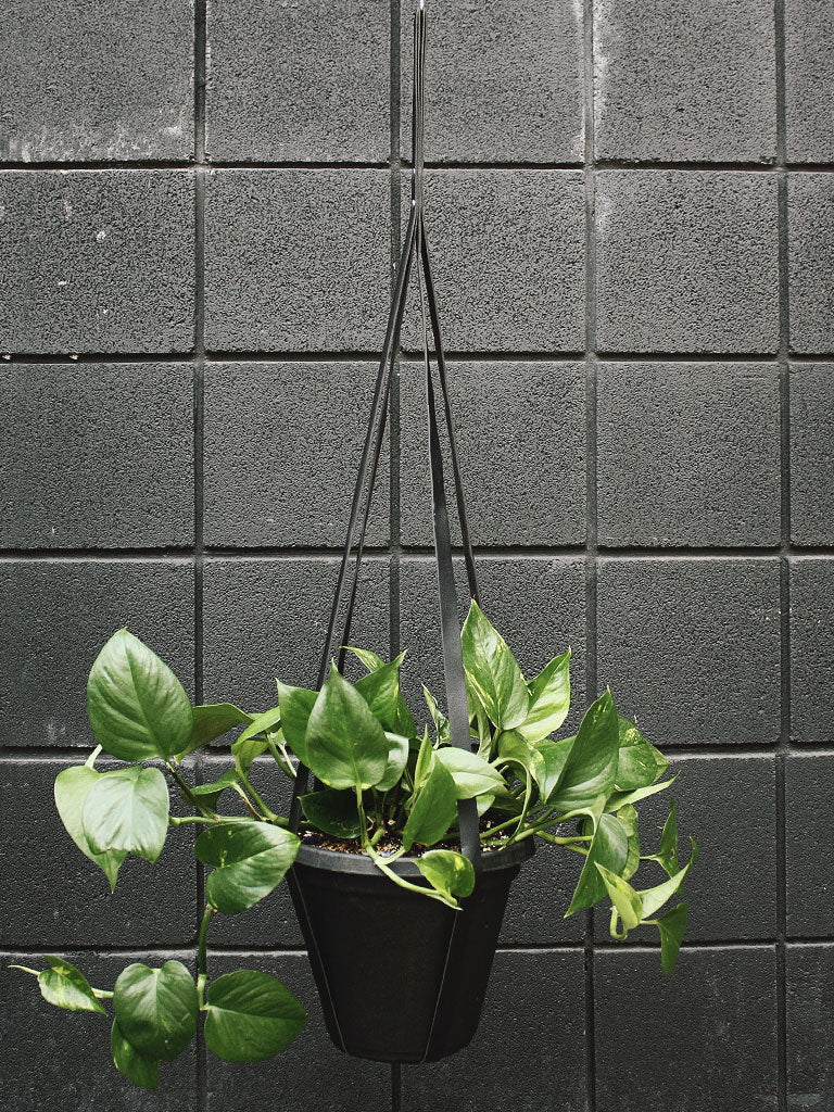 Simply Sweet Vegan Leather Plant Hangers