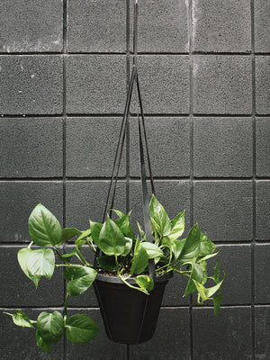 Your Plants New Bestie - Vegan Leather Plant Hangers