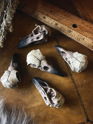 Small Raven Skull