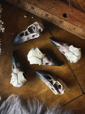 Small Raven Skull