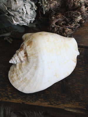 Strombus Ritual Shells