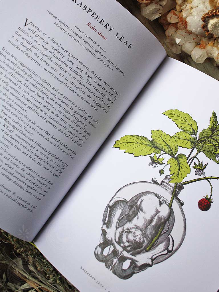 The Physick Garden - Ancient Cures for Modern Maladies