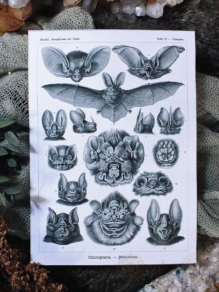 Vintage Bats Giclee Art Prints