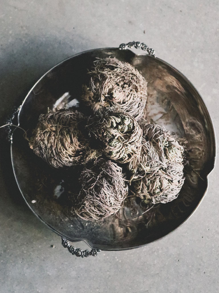 Rose of Jericho Flower — Mountain Hedgewitch